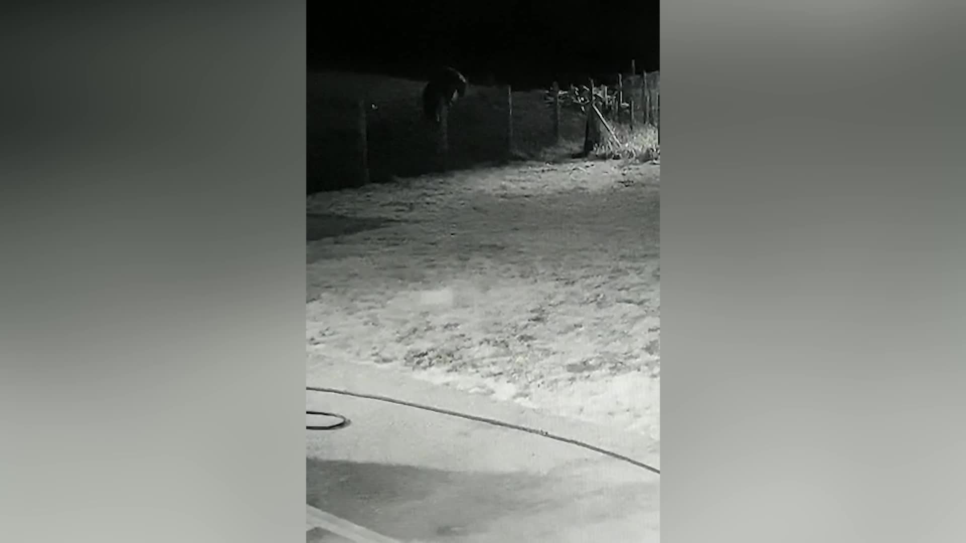 Fasulye hırsızı ayı güvenlik kamerasına yakalandı