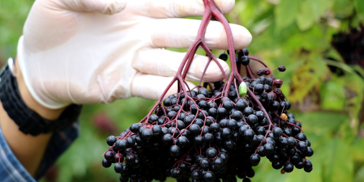 Karadeniz'de üretimi artan 'aronya' meyvesi yok satıyor