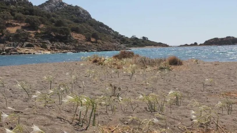 Bu çiçeği koparmanın cezası 80 bin lira