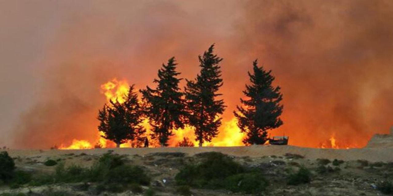 Yanan ormanlardaki 404 bin ağaç satılığa çıkarıldı!