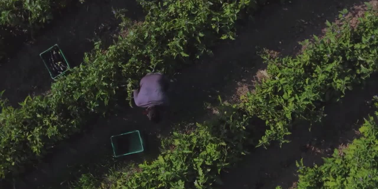 Çiftçinin hali "Muhtaç" belgeseline konu oldu.