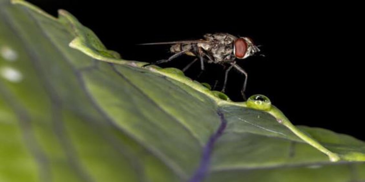 İstanbul'da yeni tehlike: Baldırsokan!