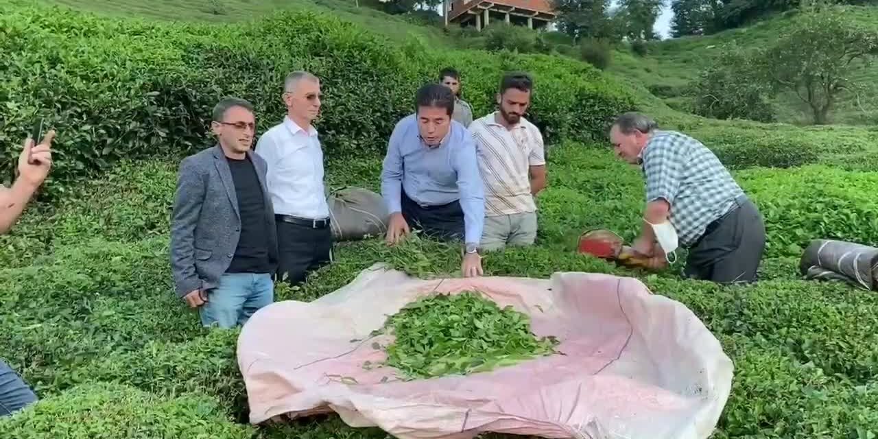 Trabzonlu çay üreticisi: "Benim market paramı aldınız"