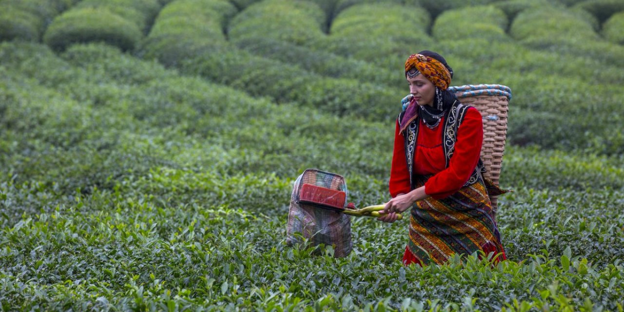 Çay üreticisi isyan etti: "Bunun bedelini seçimde ödeyecekler"