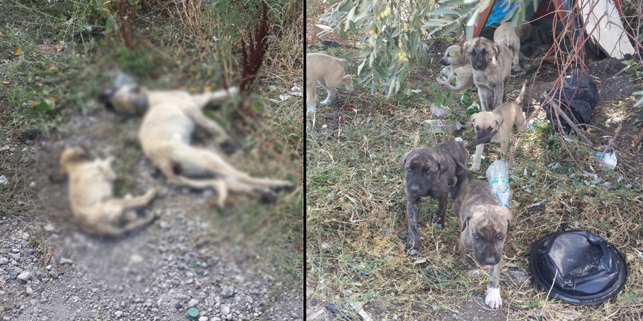 Belediye kamyonetle getirdi: Belediyenin yol kenarına bıraktığı köpekler can verdi!