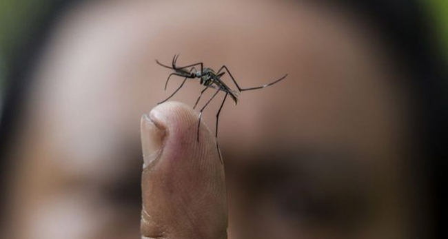 Yetkililer alarma geçti: Dang humması endişesi