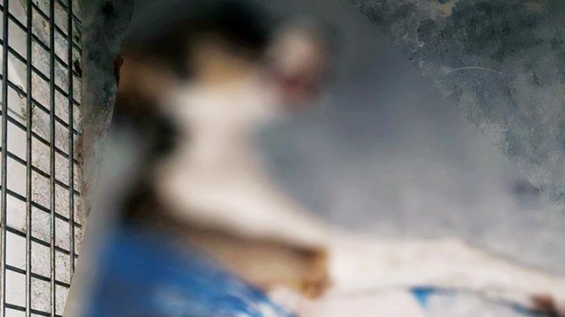 Kuşadası'nda 4 yavru köpek zehirlenerek katledildi