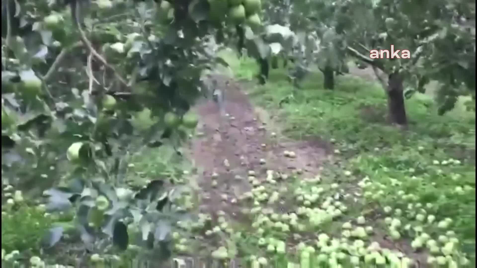 Tokat'ta işçi satılmayan elmasını yere döktü: "Dibe vurdu, çiftçinin durumu bu"