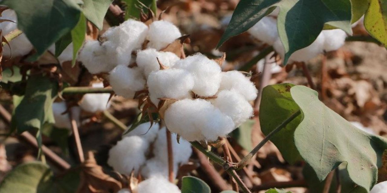 Pamukta kriz büyüyor! Ürünün karaborsada fiyatı her gün artıyor