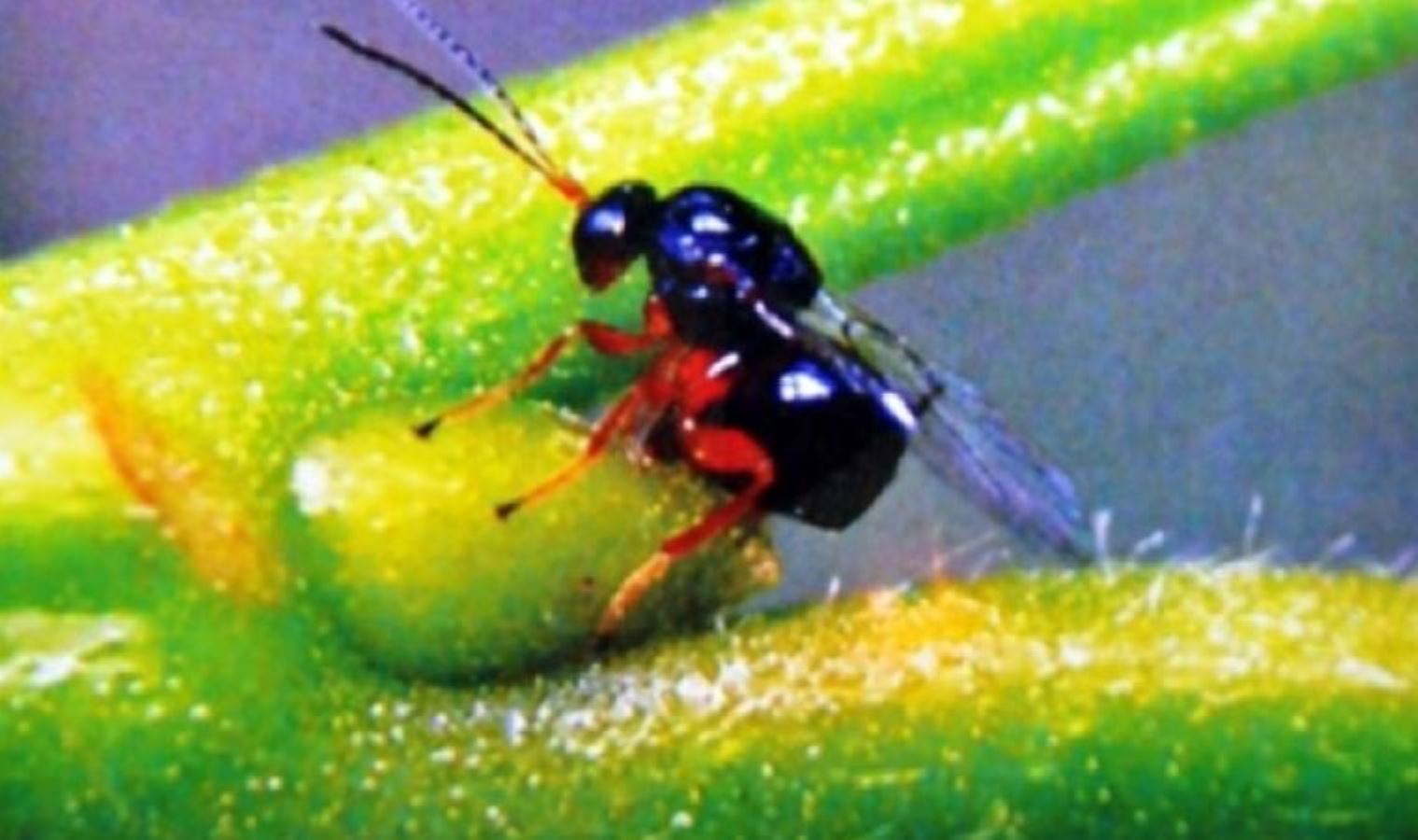 Bir ilde daha görüldü: 'Katil gal arısı' tehdidi büyüyor