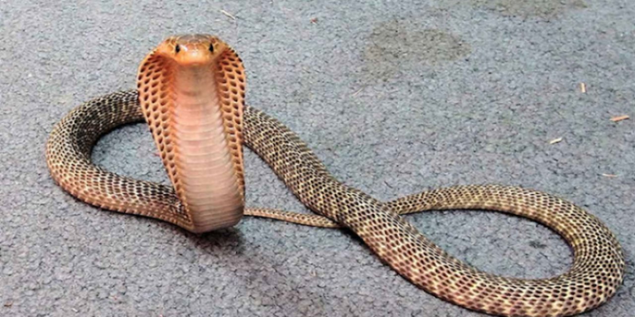 Eşini öldürmek için 'kobra yılanı' kiraladı