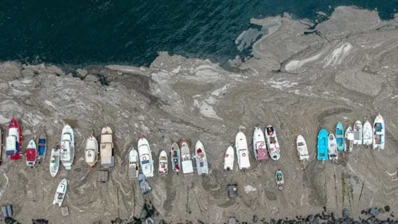 Müsilajın Marmara Denizi'ne faturası ağır oldu