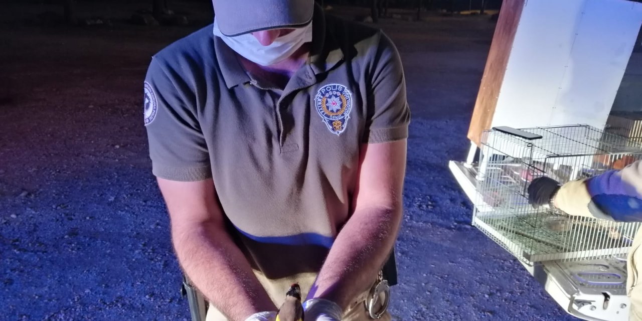 Ele geçirilen kuşlar doğaya salındı