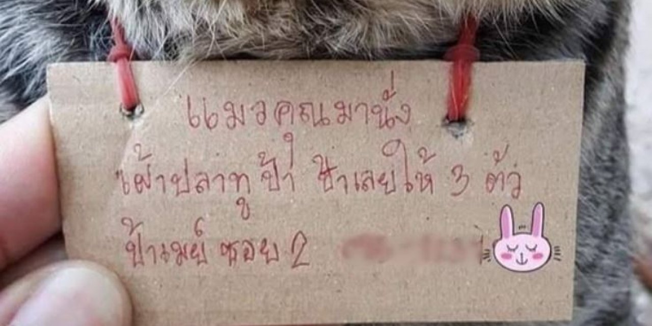 Tayland’da kaybolan kedi, ‘borçlu’ şekilde sahibine döndü