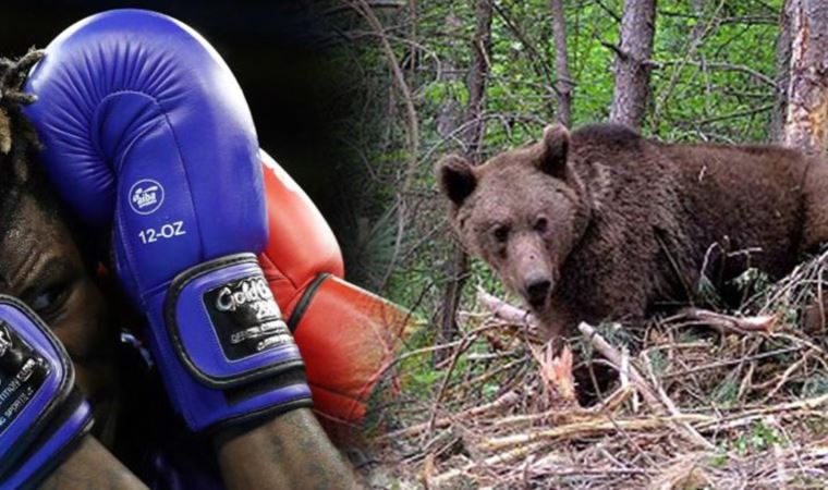 Korkunç olay: Ayıyla dövüşen boksörün durumu kritik