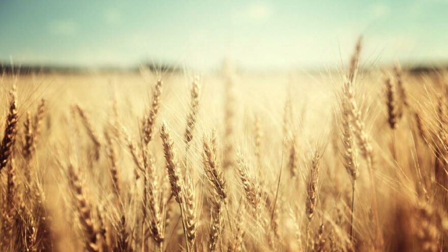 Yurttaşa bir sille de kuraklık vurdu: TÜİK'ten korkutan 'buğday üretimi' açıklaması