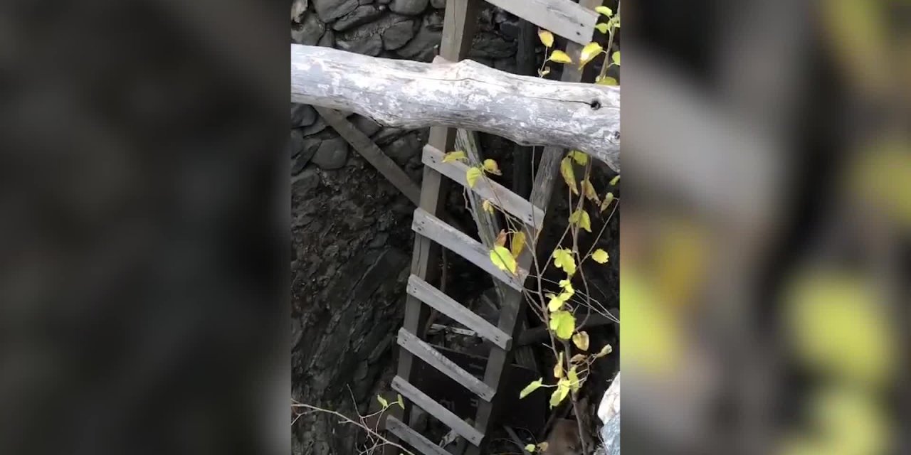 Su kuyusuna düşen iki köpek kurtarıldı.