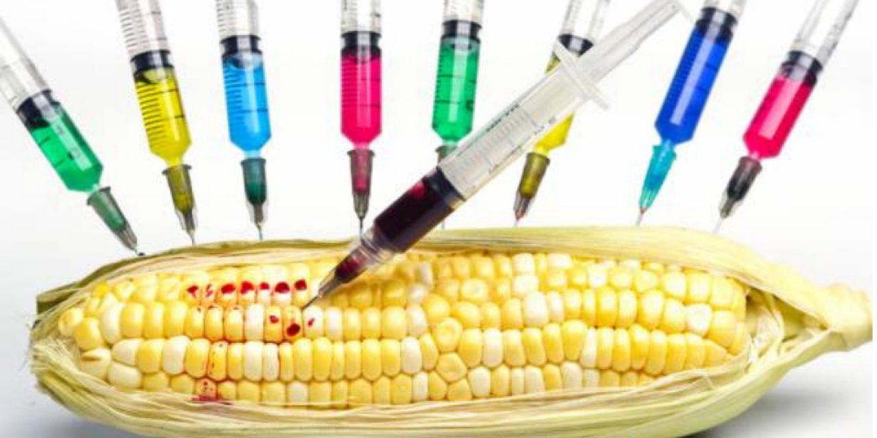 Bakan Pakdemirli: "GDO’lu tohumlukların ülkemize ithaline de izin verilmemektedir"