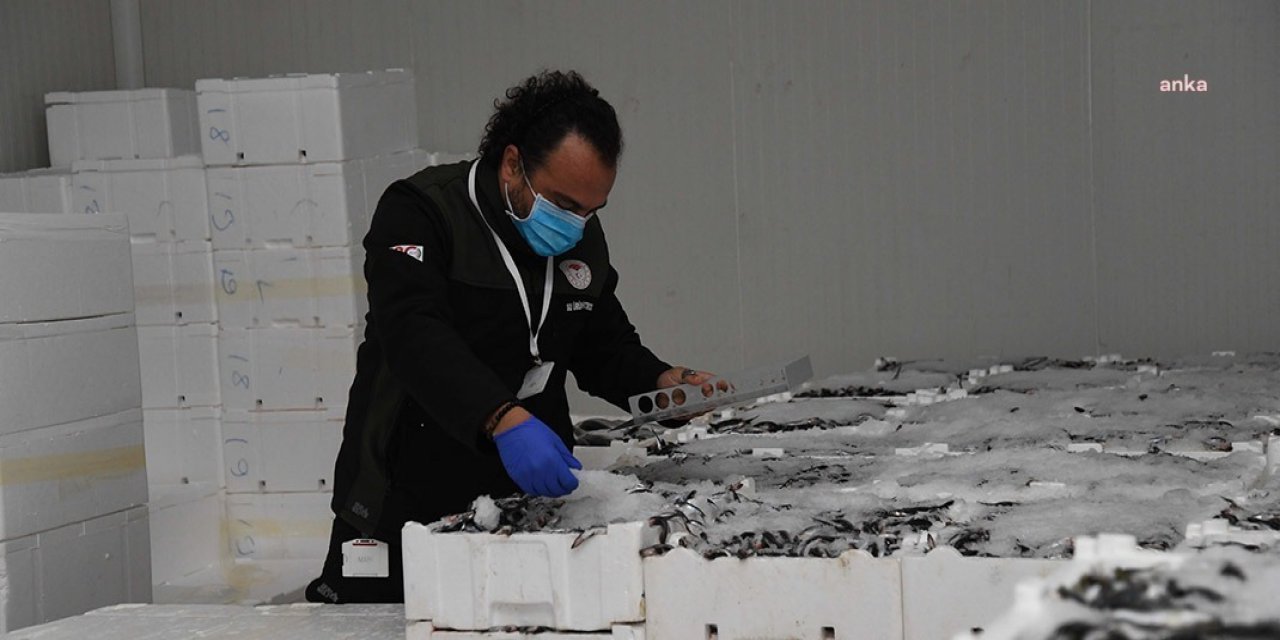 Balıkçılara denetim: 1.4 ton, boy sınırı altında balığa el konuldu