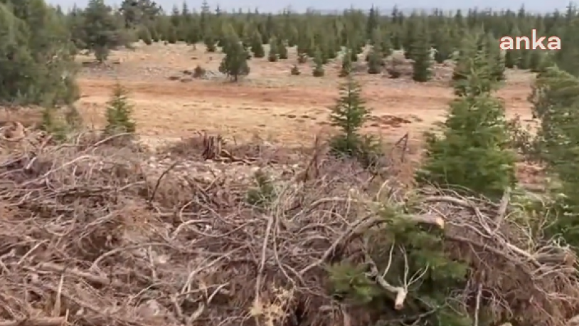 Türkiye'nin acı gerçekliği: Yüzlerce yıllık ağaçlar, enerji santrali için feda edildi!