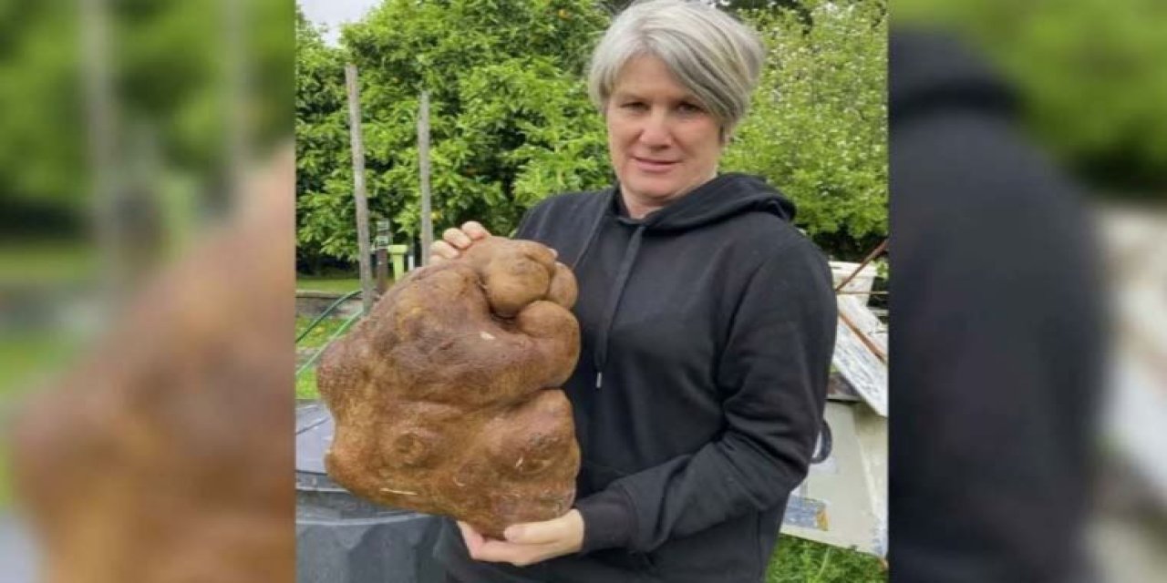 Yeni Zelanda'da dünyanın en büyük patatesi bulundu