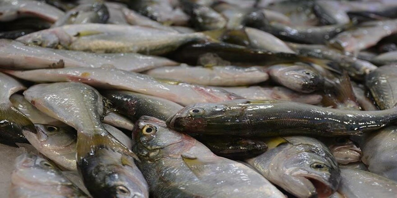 Boy sınırı altında avlanan çinekopun nesli tehlikede