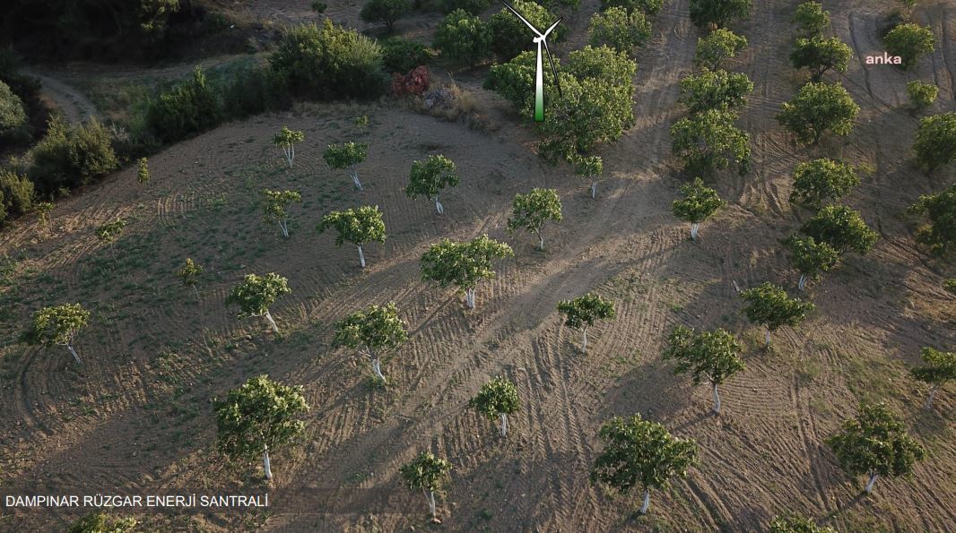 Durmak yok ranta devam! İncirin vatanına RES yapılmak isteniyor