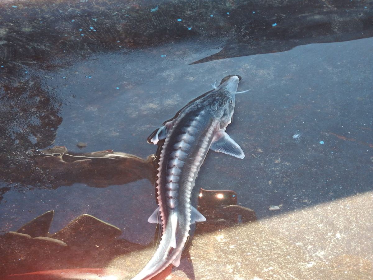 Türkiye'de görüldü: Havyarı 20 milyon liraya kadar alıcı buluyor