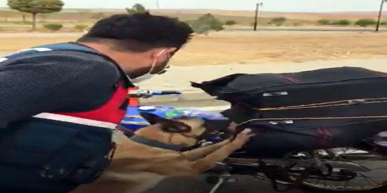 Narkotik köpek 'Tamir'in de yer aldığı operasyonda 28 kilo esrar ele geçirildi