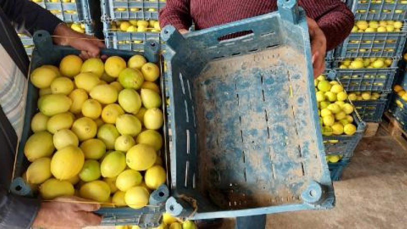 Kasanın fiyatı, içindeki limonu geçti