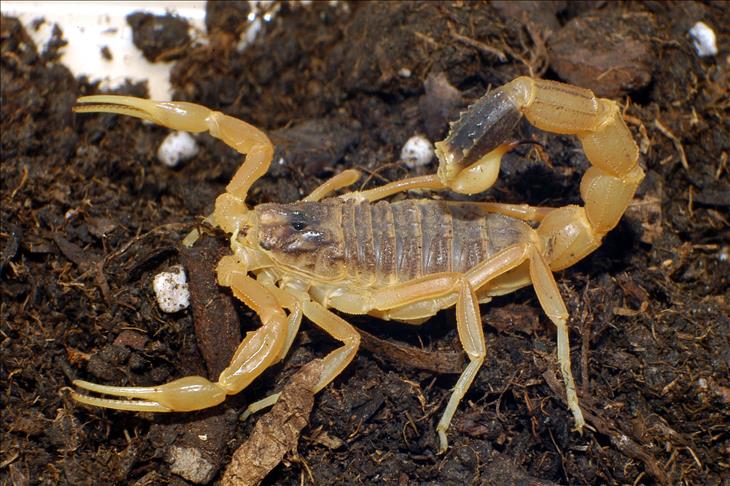 Kenti akrepler bastı: Yüzlerce kişi hastanelik oldu, doktorların izinleri iptal edildi