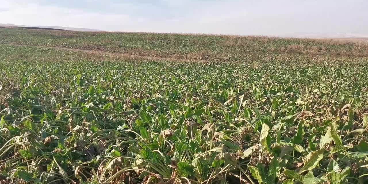 ŞEKERE GELEN ZAM, TÜKETİCİYİ MAĞDUR ETTİ.