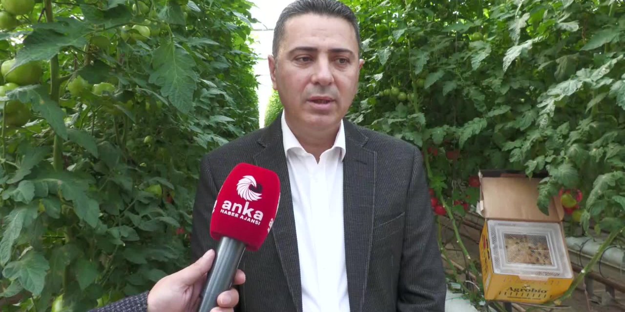 İZMİR'DE 10 BİN DÖNÜM ARAZİDE ORGANİK SEBZE ÜRETİMİ: İNGİLTERE, HOLLANDA, ALMANYA, RUSYA GİBİ BİRÇOK ÜLKEYE İHRAÇ EDİLİYOR