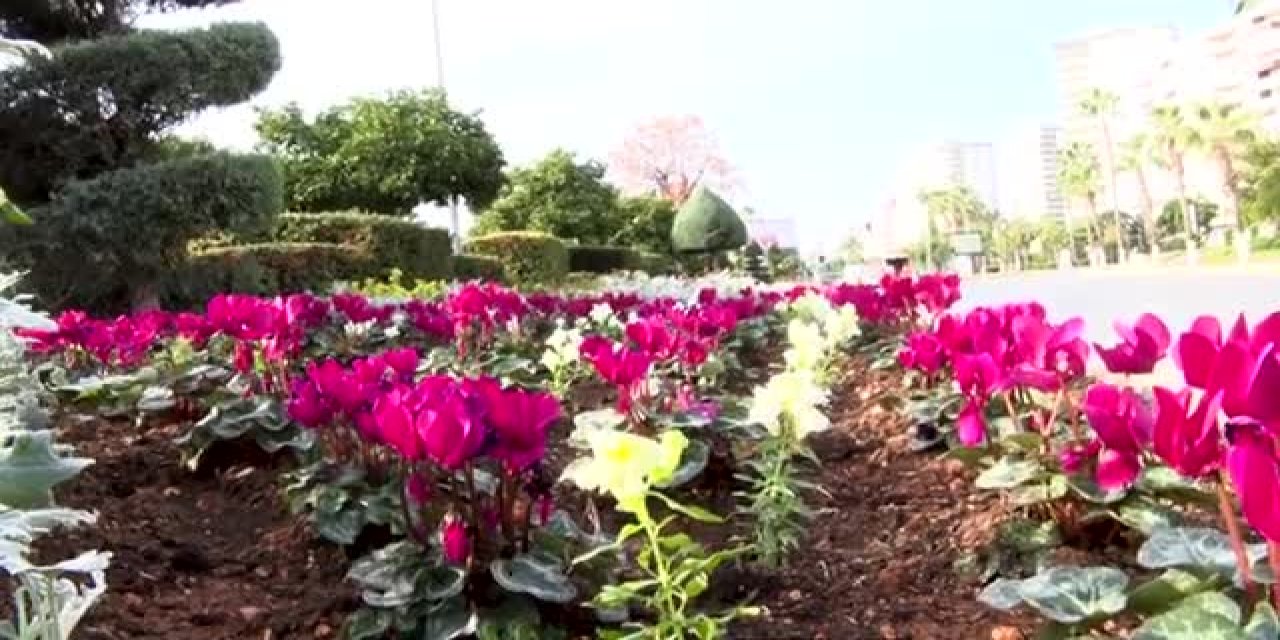 Mersin'de cadde ve refüjler mevsimlik bitkilerle bezeniyor