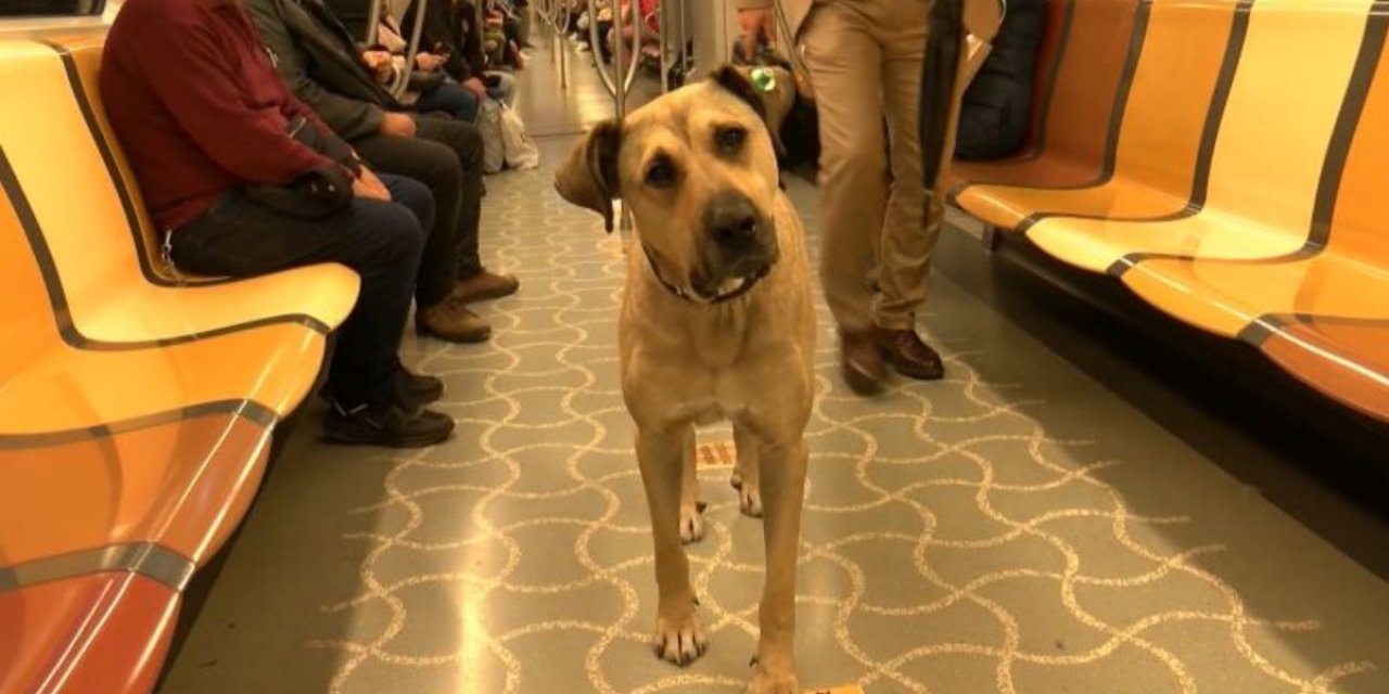 Boji'nin onuru kumpasçıları yenecek!