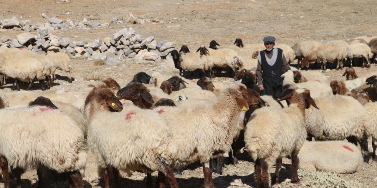 "Elimde çok kaliteli Afgan çoban var" paylaşımı yapan şahıs gözaltına alındı