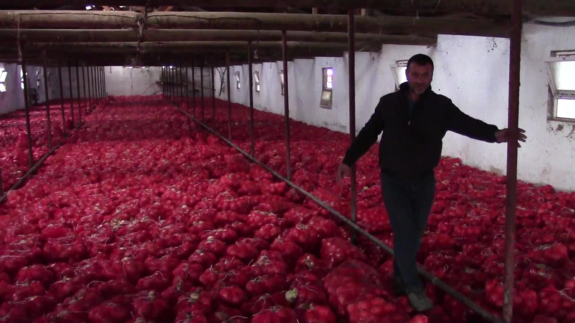 Satamadığı 600 ton soğanı hayvan yemi yapan çiftçi: "Depolarımızı basan insanlar bugün nerede?"