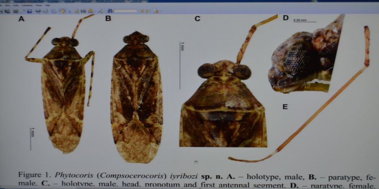 "Ülkemize hayırlı olsun" Yeni keşfedilen böceğe eski bakanın adını verdiler