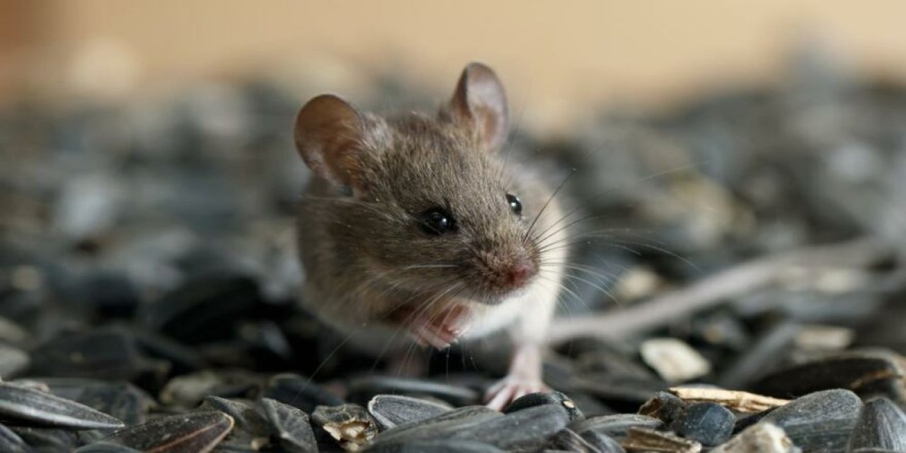 Omicron’un mutasyon hızı endişe yaratıyor: Hayvandan mı bulaştı?