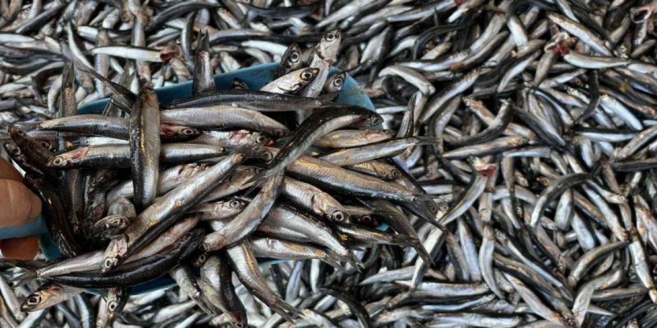 Hamsi sevenlere kötü haber: "Bizi terk ediyor"