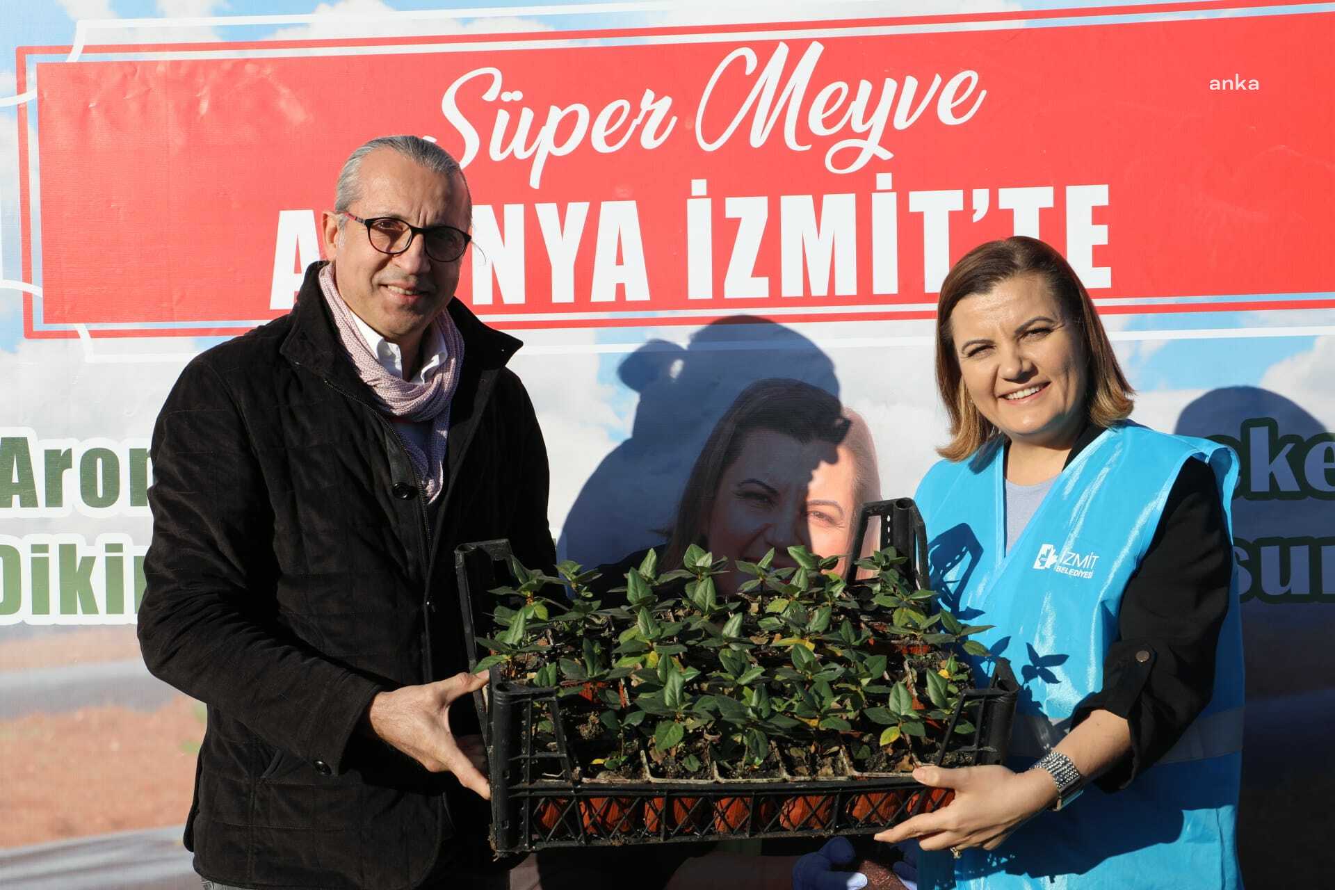 İzmit çiftçisi süper meyve aronya yetiştirecek