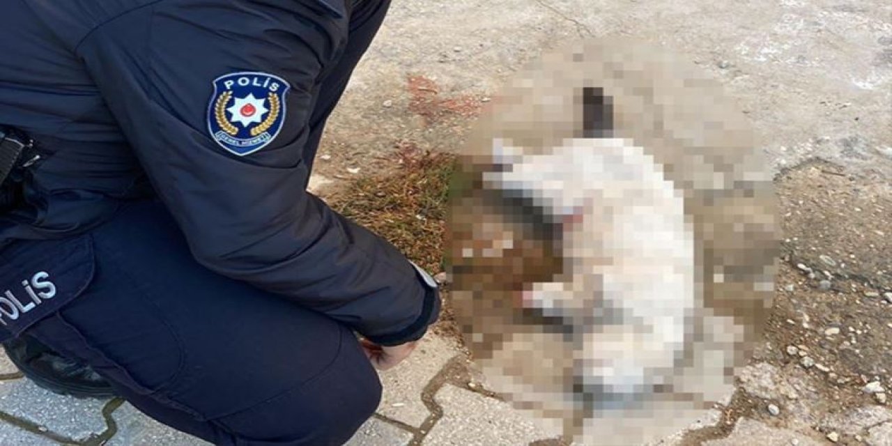 Kayıp kedinin cesedi patileri kesilmiş halde bulundu