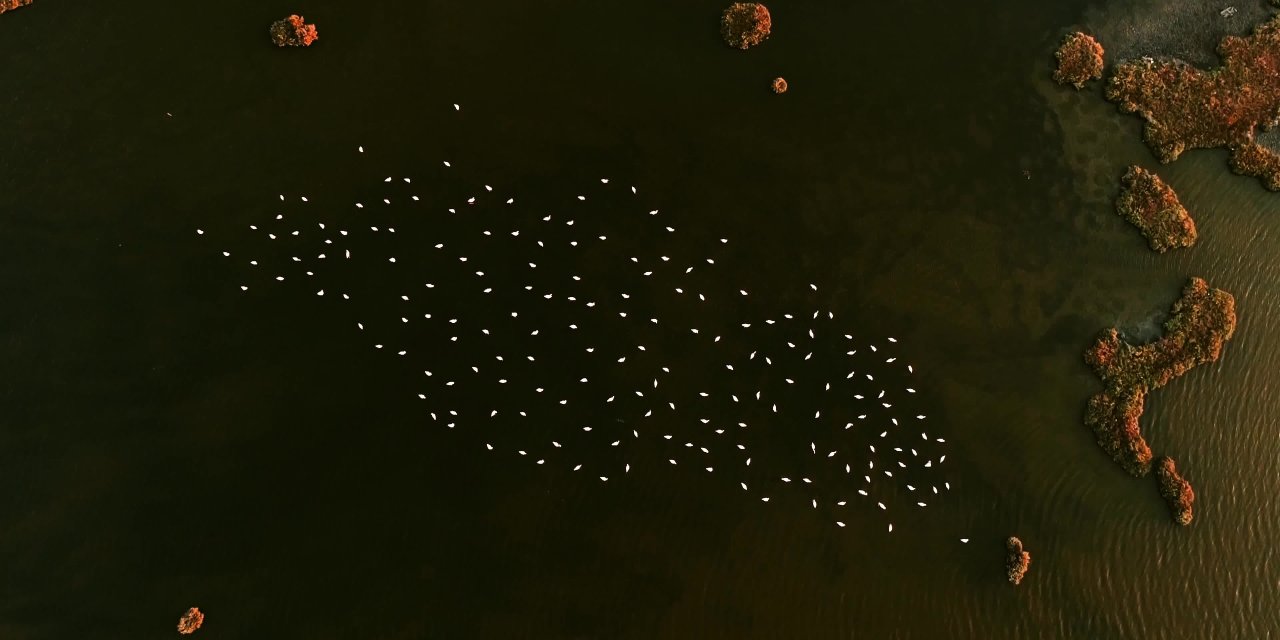 UNESCO adayı Gediz Deltasında kuşların yaşamı kayıt altına alındı