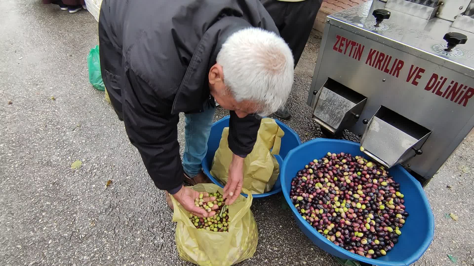 Karamanlı zeytin üreticisi: "Fiyat bugün 5 lira yarın 10 lira, bilemiyorsun"