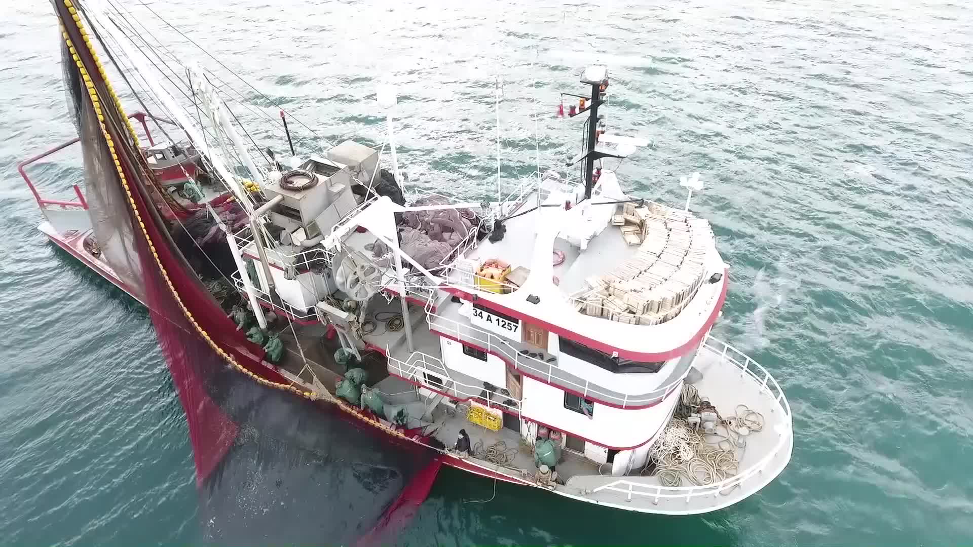 Hamsi neslinin sürdürülebilmesi için uluslararası çağrı