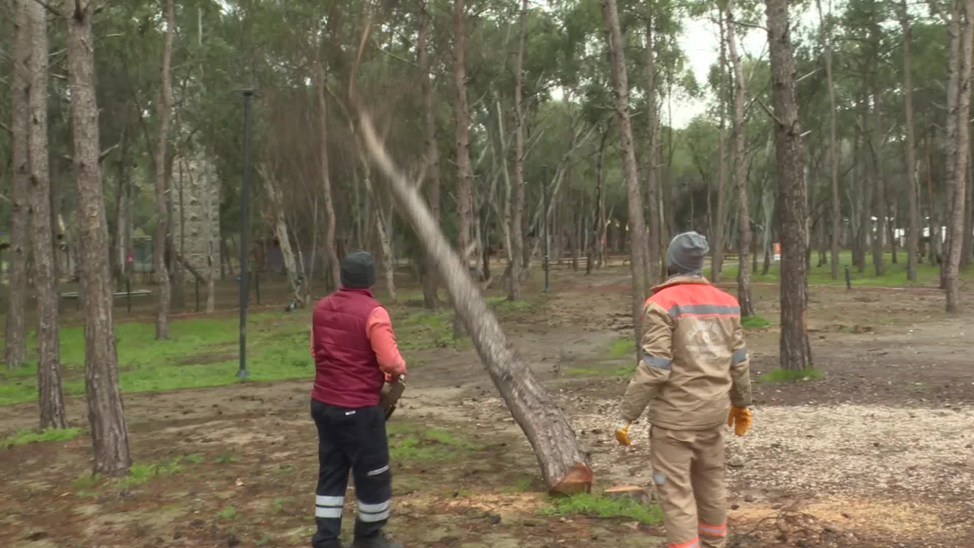 Konyaaltı Beach Park'ta tehlike oluşturan ağaçlara önlem