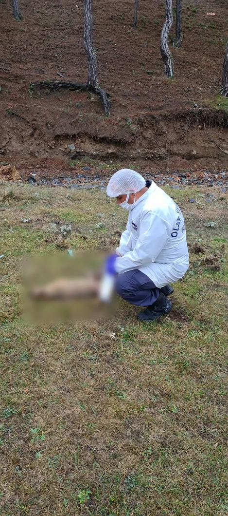 Kütahya'da köpek ve yaban hayvanlarını zehirlediler