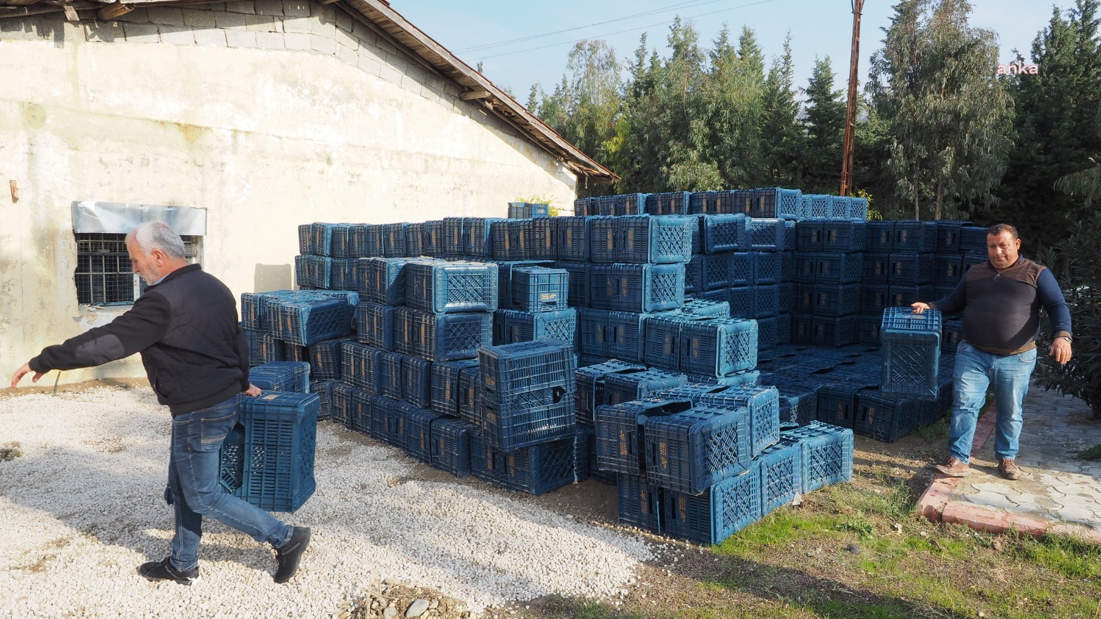 Hatay Büyükşehir Belediyesi'nden üreticiye zeytin toplama kasası