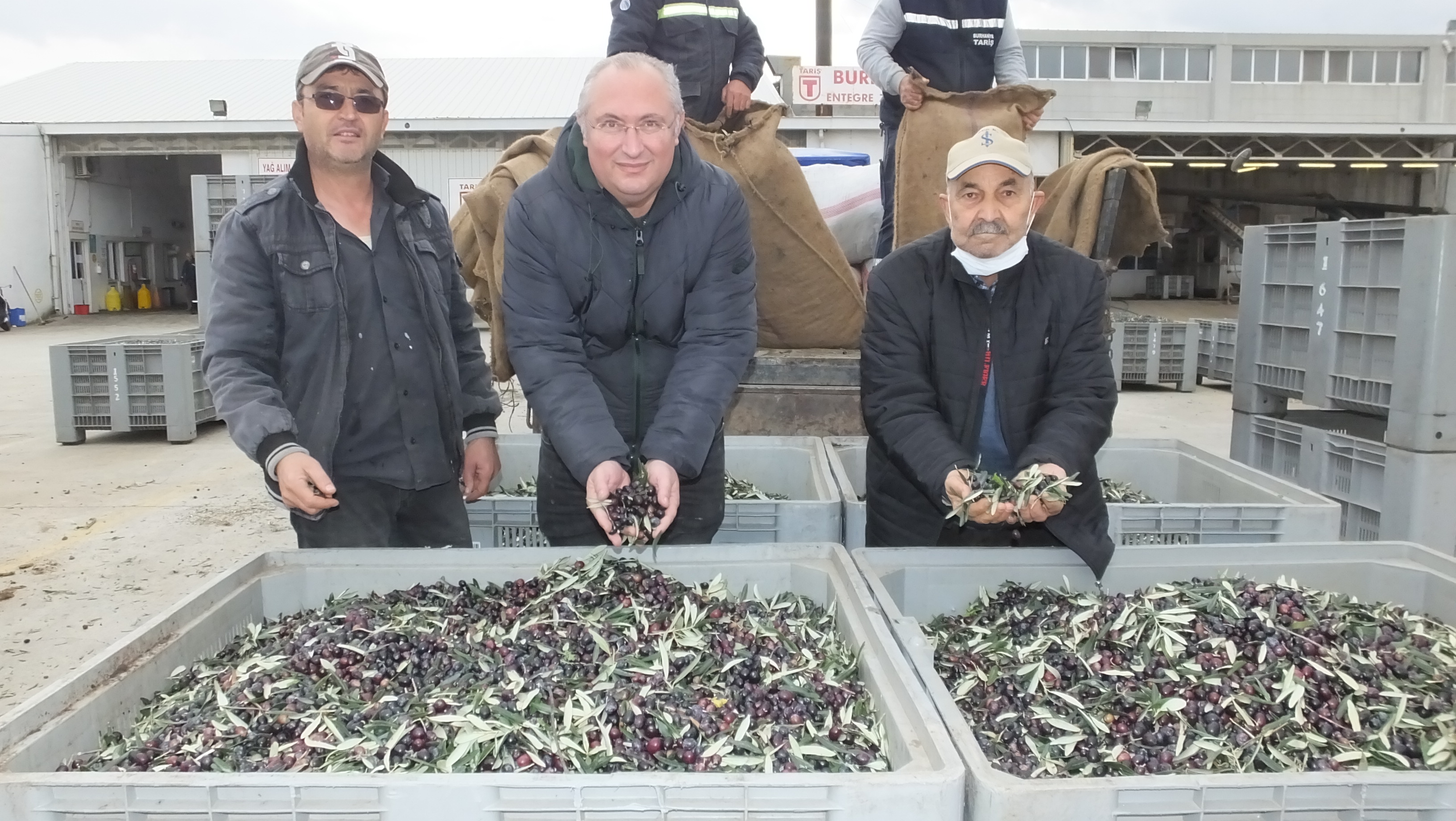 Burhaniye'de artan zeytin fiyatları üreticileri sevindirdi