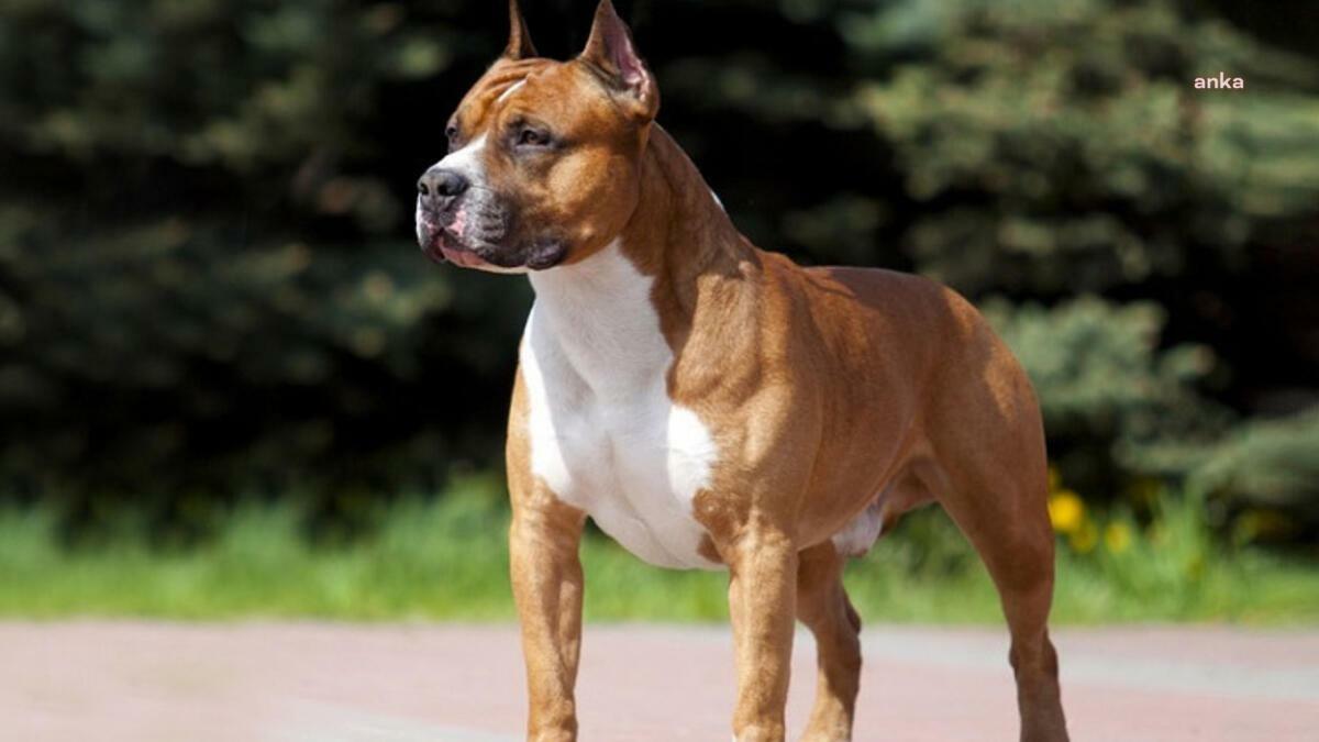 Odunpazarı Belediyesi Geçici Hayvan Bakımevi'nden önemli uyarı